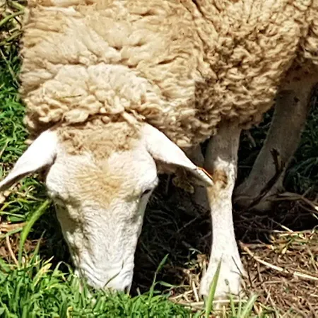 Casa Da Ti Bia בית נופש שטובל