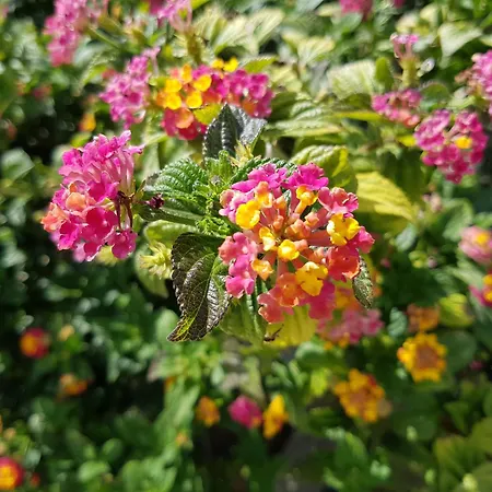 Casa Da Ti Bia Σπίτι διακοπών Σετούμπαλ