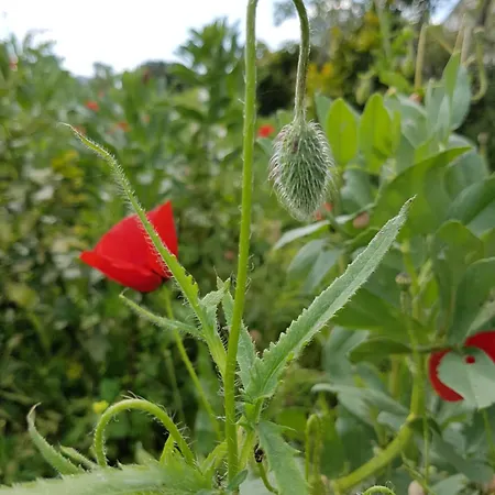 Casa Da Ti Bia Σπίτι διακοπών *